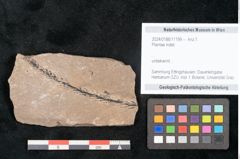 Foto (Objekt + Etikett) von Plantae indet.  (NHMW-GEO-2024-0188-11199)